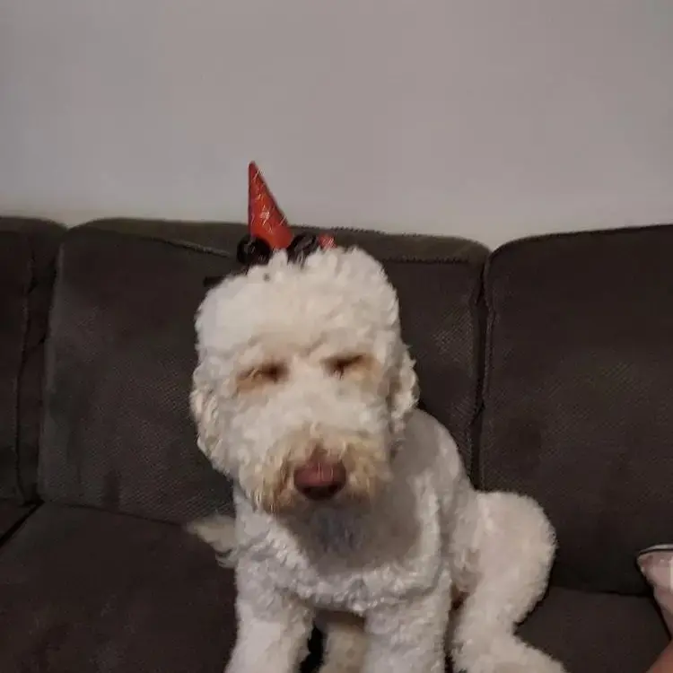 Labradoodle
