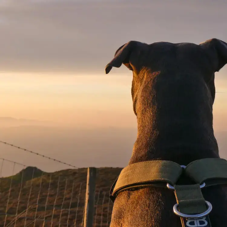 Staffordshire Bull Terrier