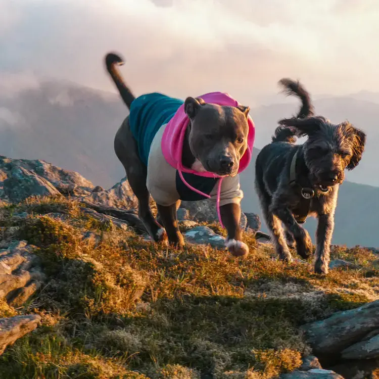 Staffordshire Bull Terrier