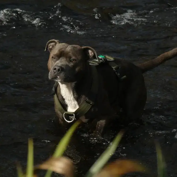 Staffordshire Bull Terrier