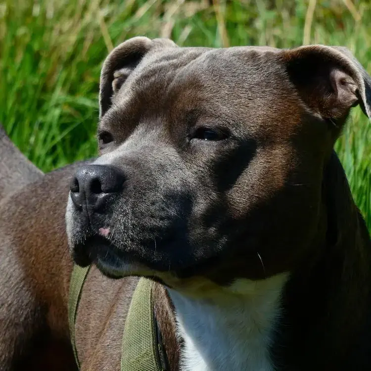Staffordshire Bull Terrier