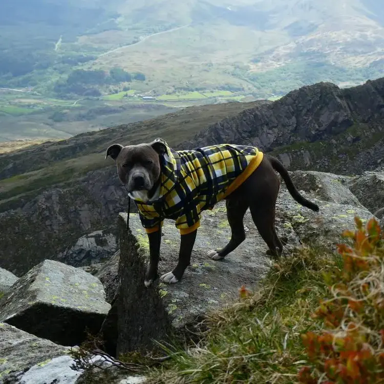 Staffordshire Bull Terrier