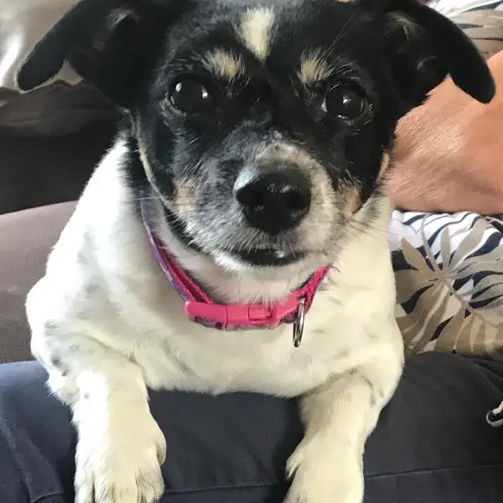 Jack Russell Terrier