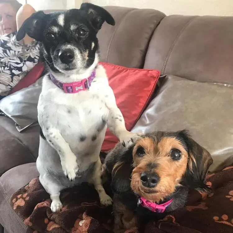 Jack Russell Terrier