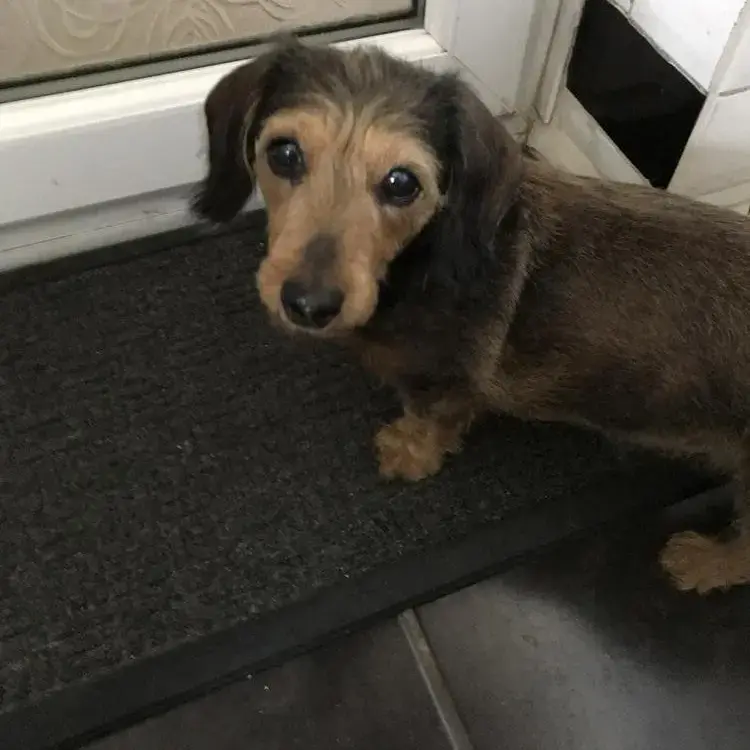 Jack Russell Terrier