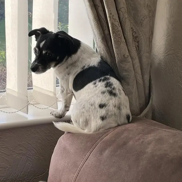 Jack Russell Terrier