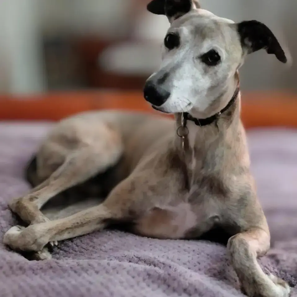 Whippet
