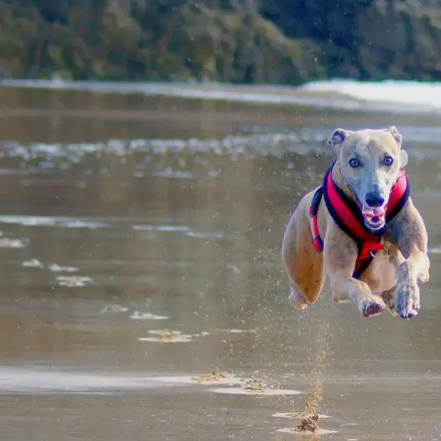 Whippet