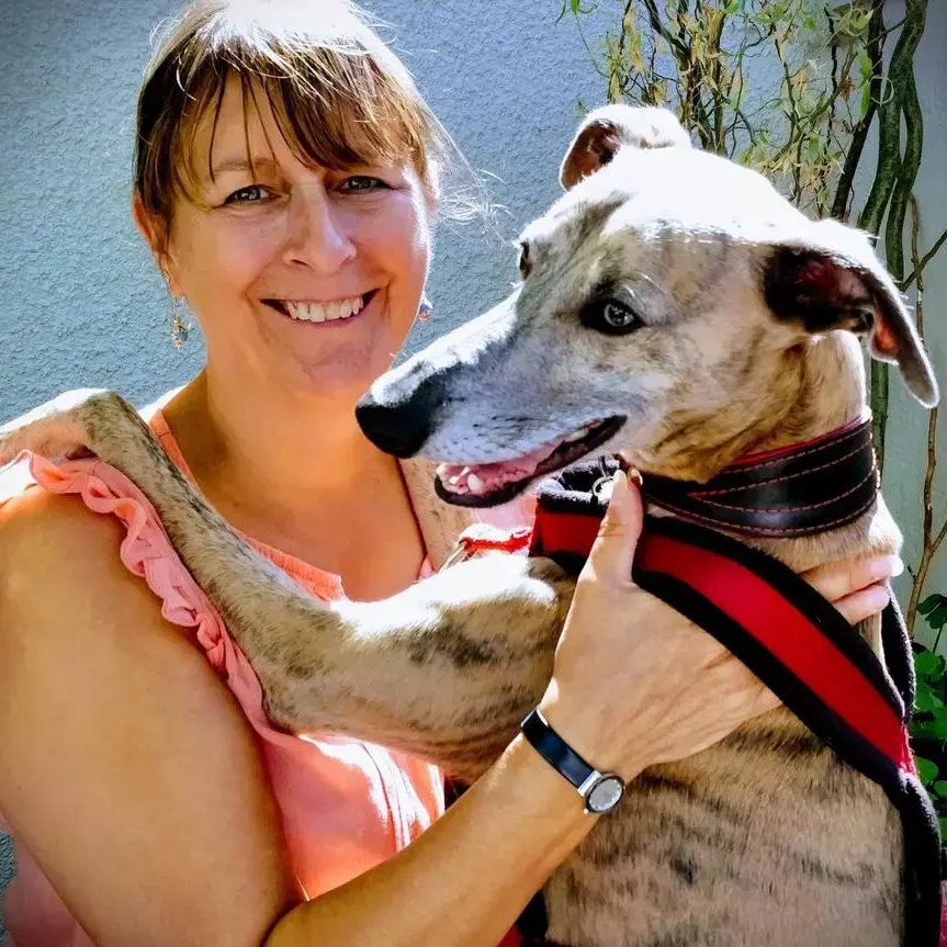 Whippet