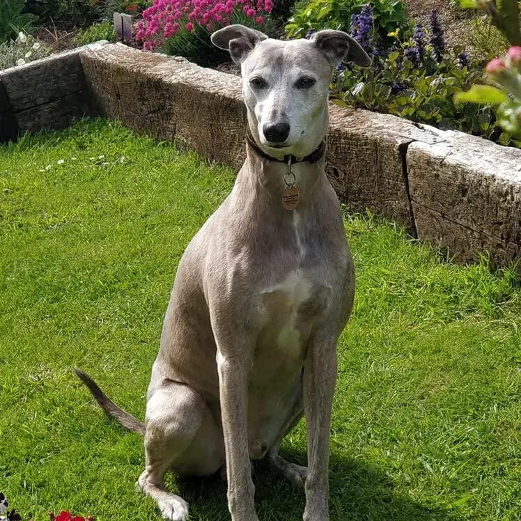 Whippet