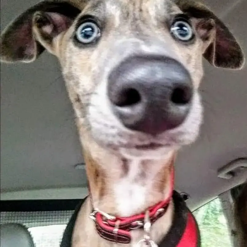 Whippet
