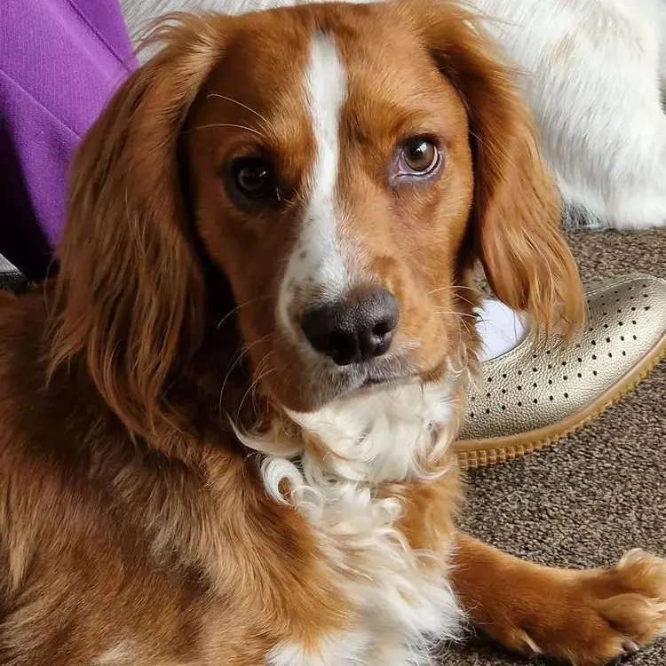 Cocker Spaniel (English)