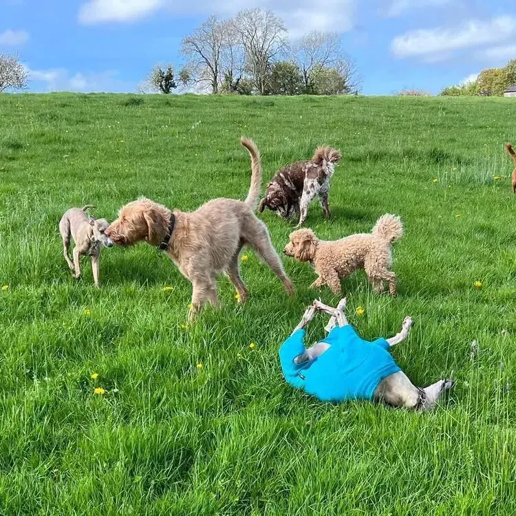 Whippet