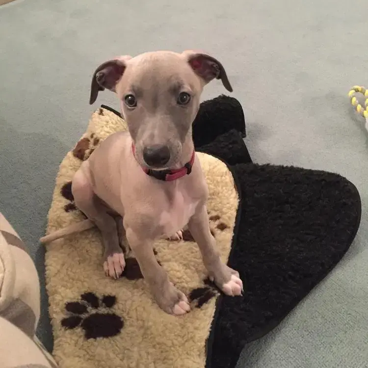 Whippet