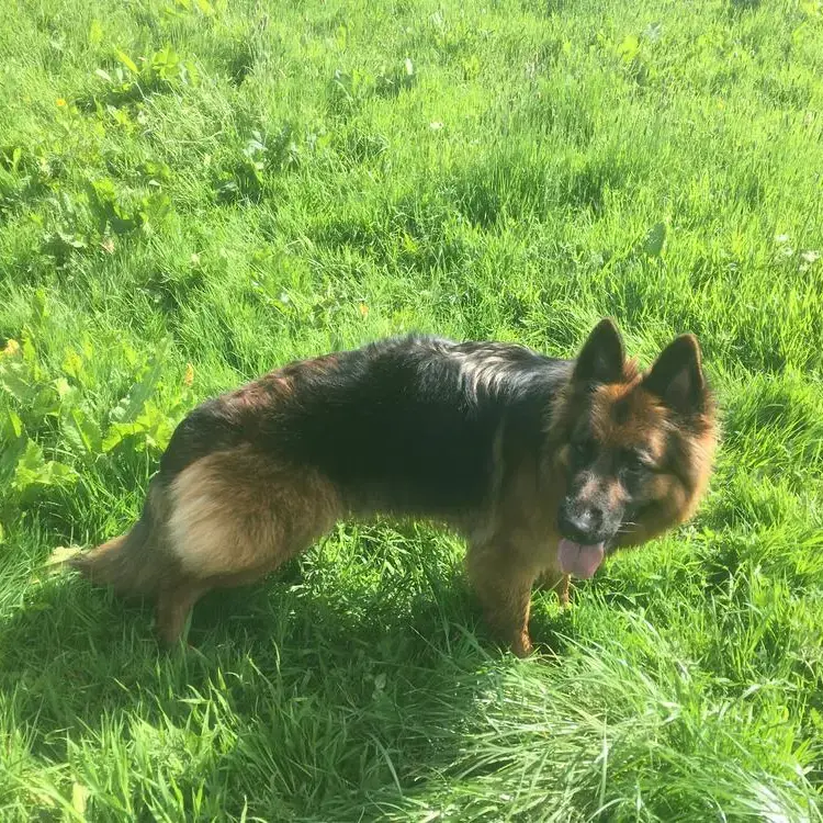 German Shepherd Dog