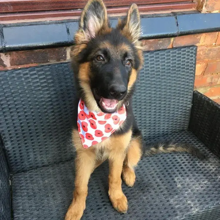 German Shepherd Dog