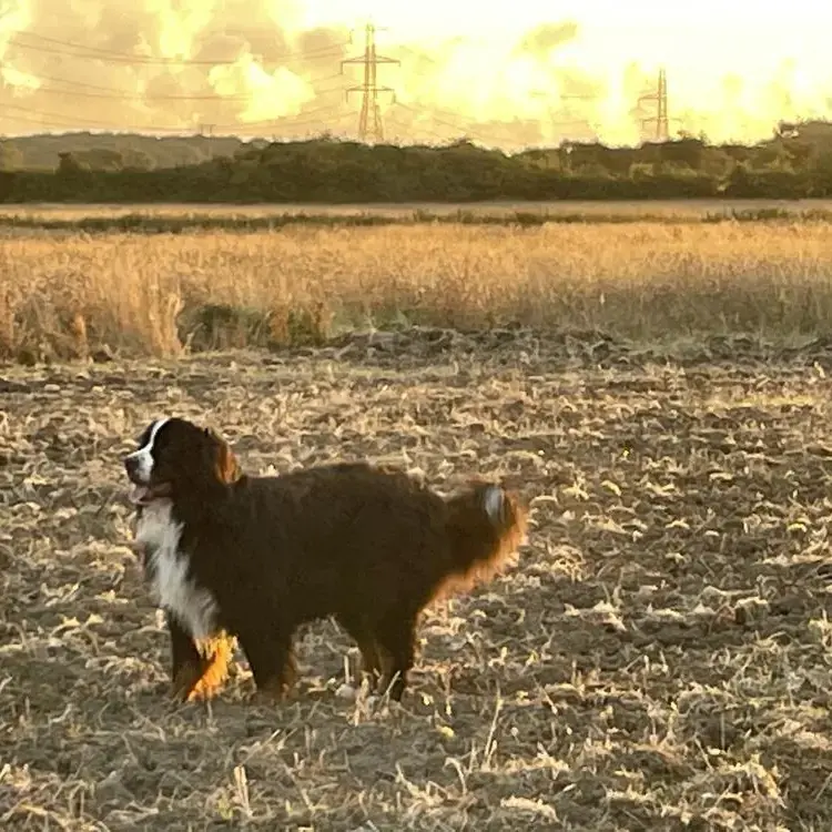 Bernese Mountain Dog