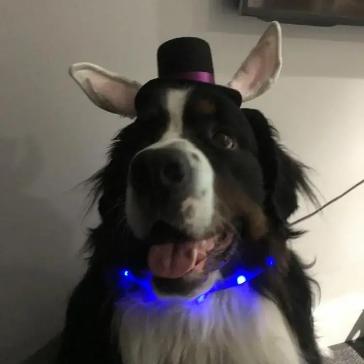 Bernese Mountain Dog