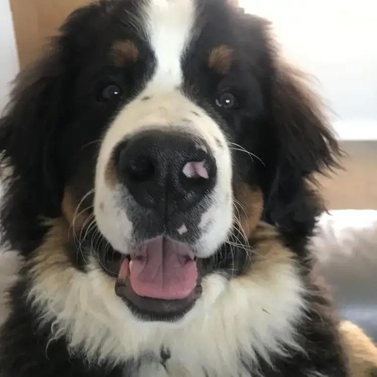 Bernese Mountain Dog