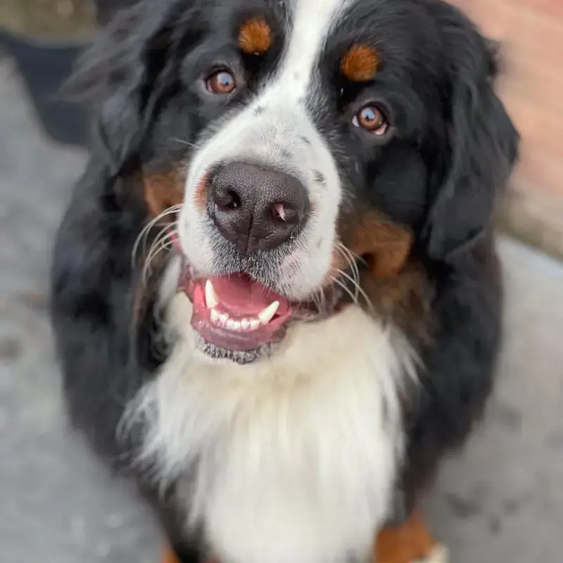Bernese Mountain Dog