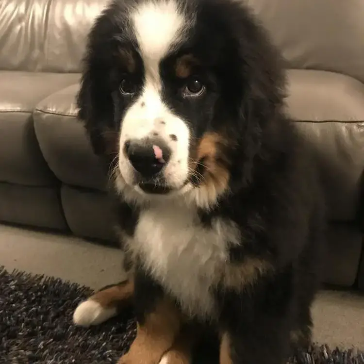 Bernese Mountain Dog