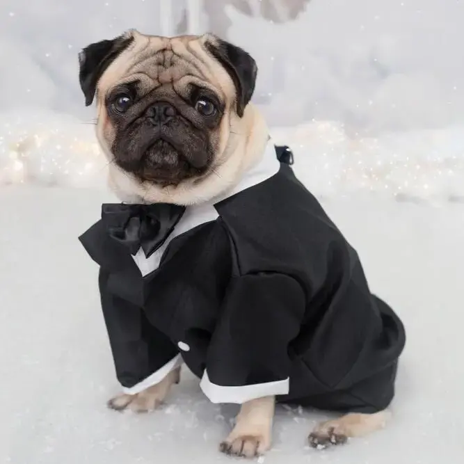 Pug