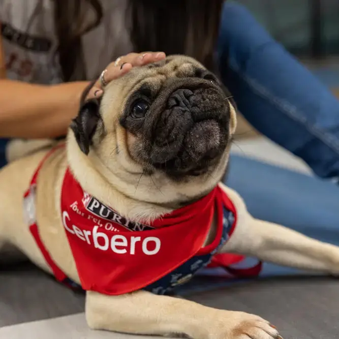 Pug