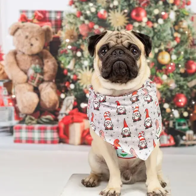 Pug