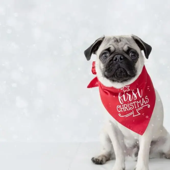 Pug