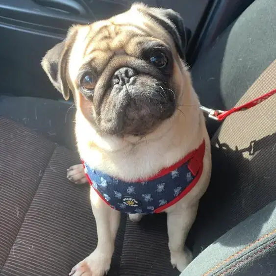 Pug