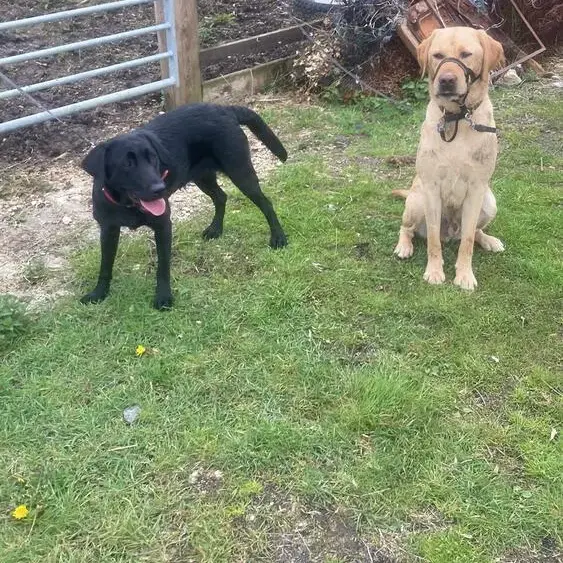 Labrador Retriever