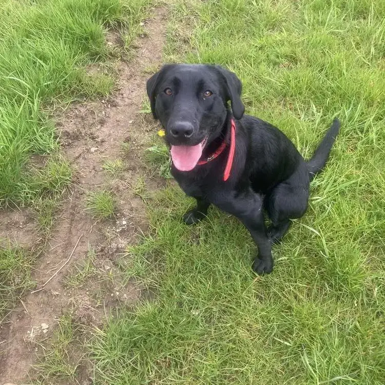 Labrador Retriever
