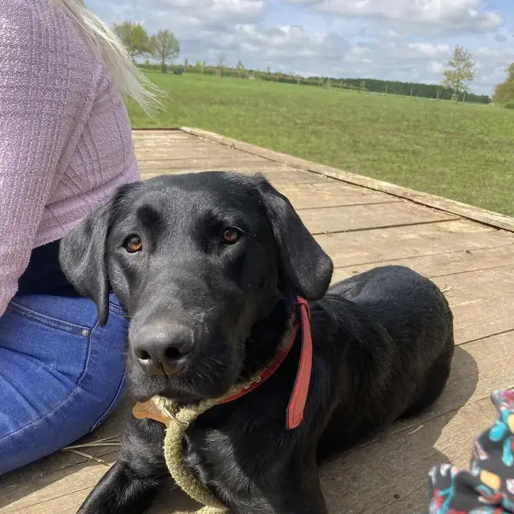 Labrador Retriever