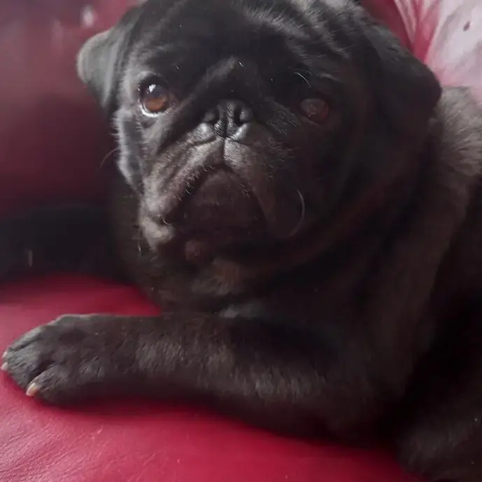 Pug