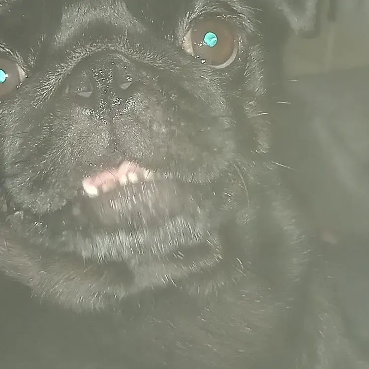 Pug