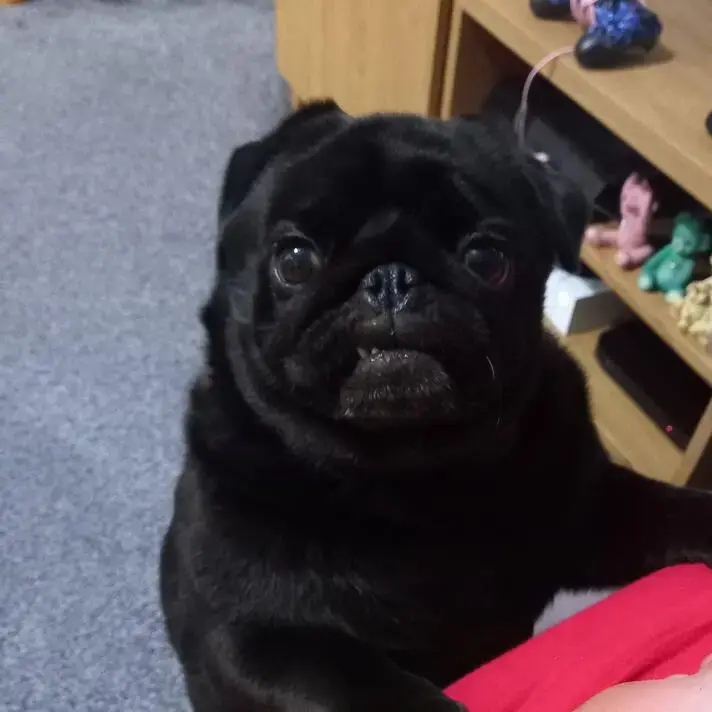 Pug