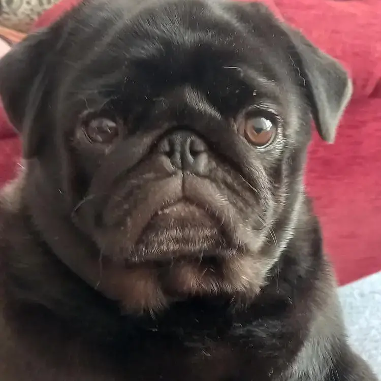 Pug