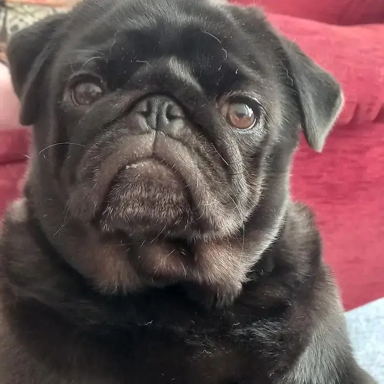 Pug