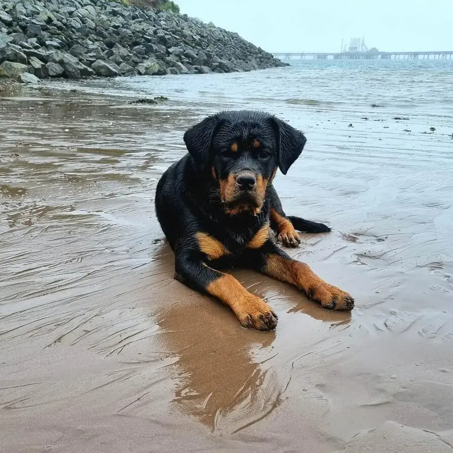 Rottweiler