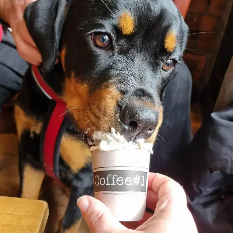 Rottweiler