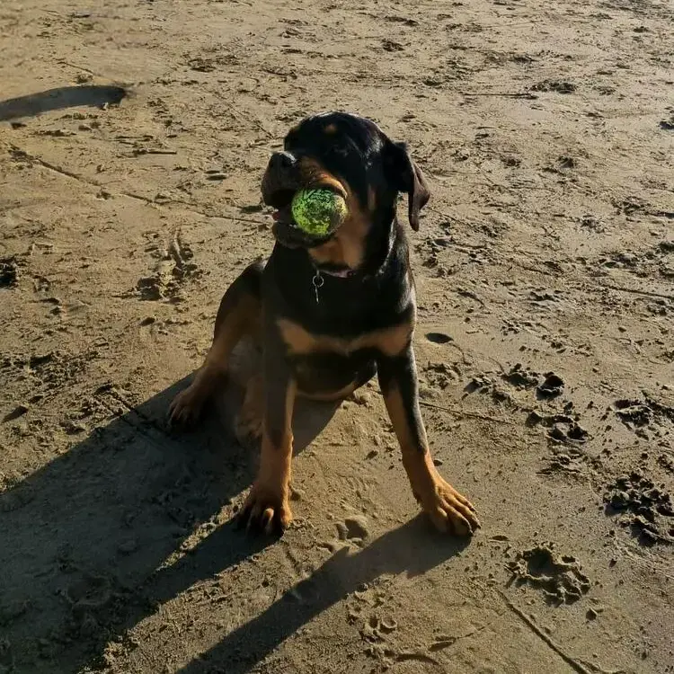 Rottweiler