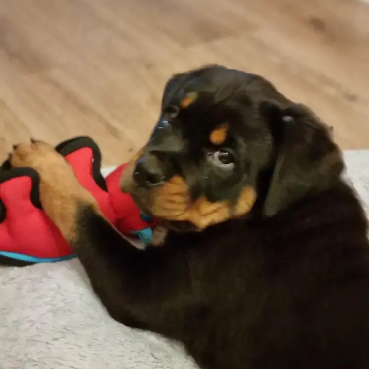 Rottweiler
