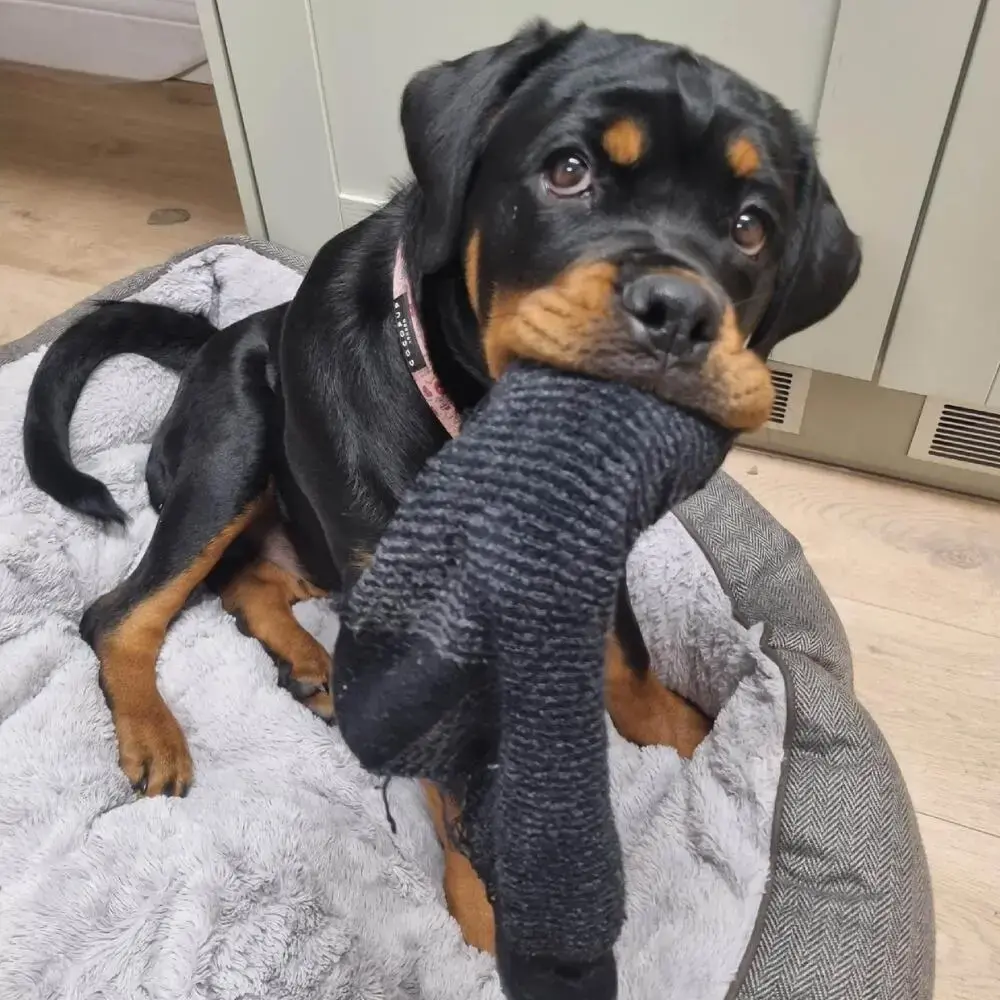 Rottweiler