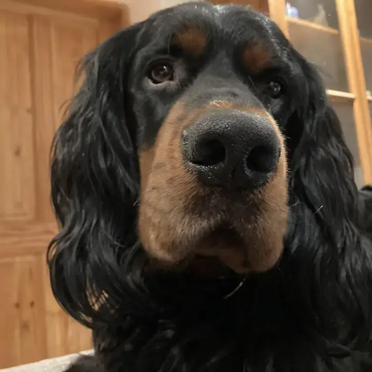 Gordon Setter