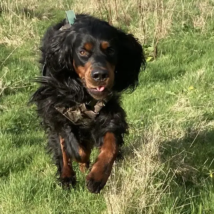 Gordon Setter