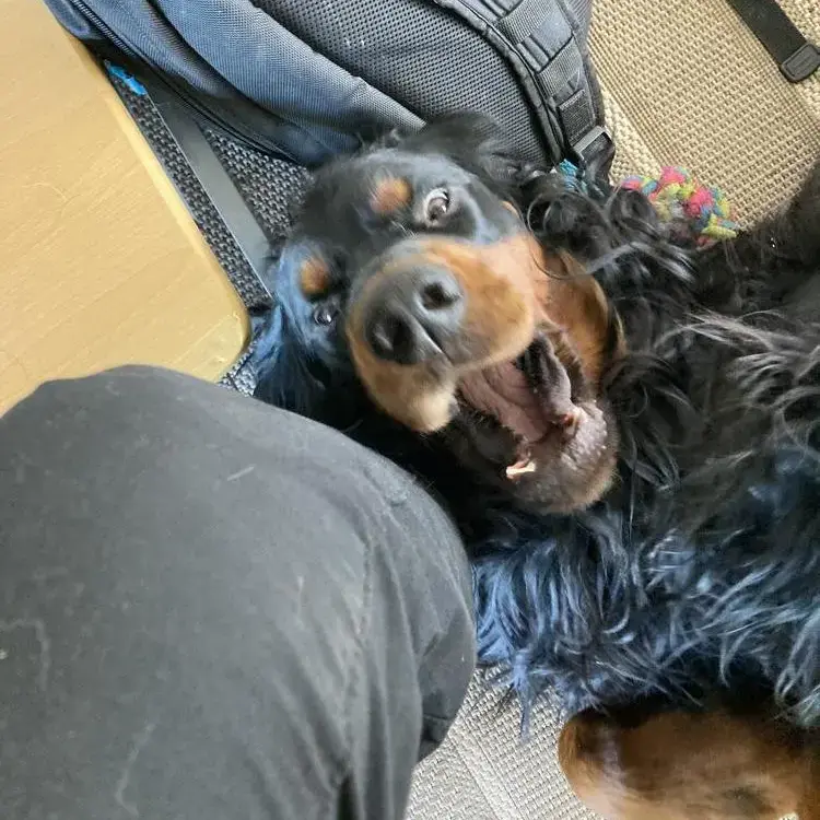 Gordon Setter
