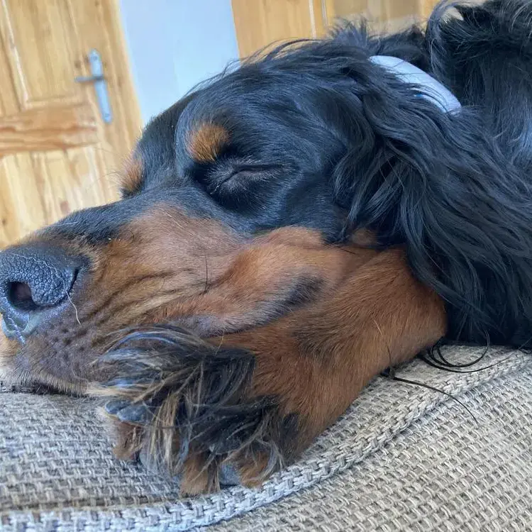 Gordon Setter