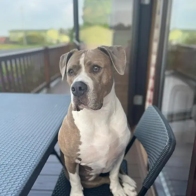 Bullmastiff
