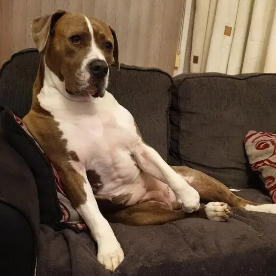 Bullmastiff