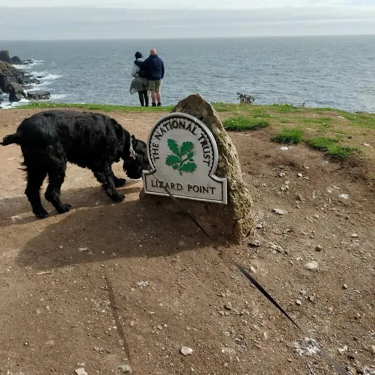 Cocker Spaniel (English)